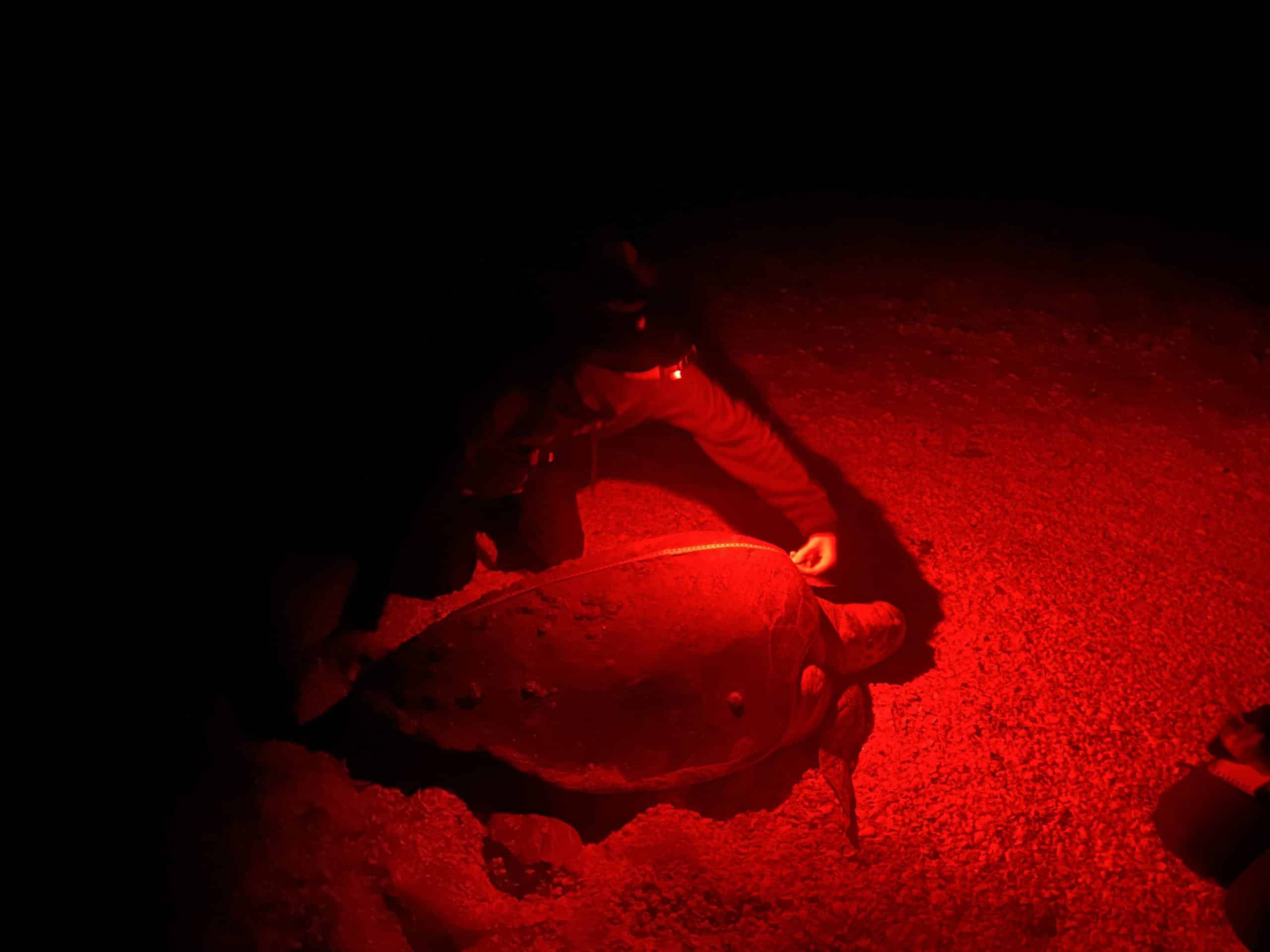 nighttime sea turtle encounter