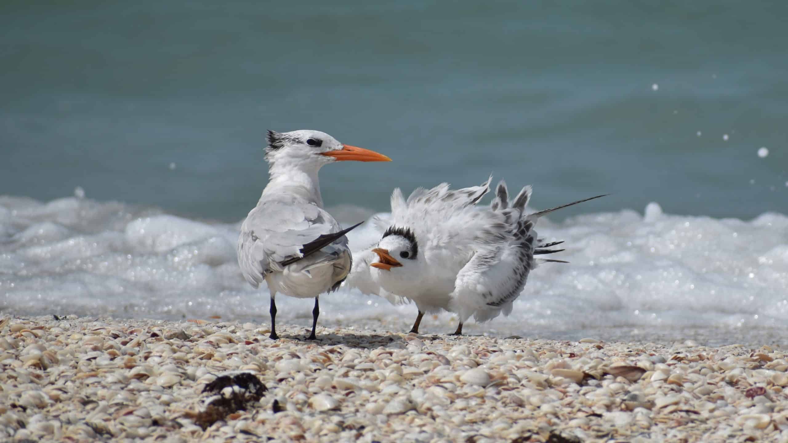 Fledgling royal terns often beg for food from their parents
