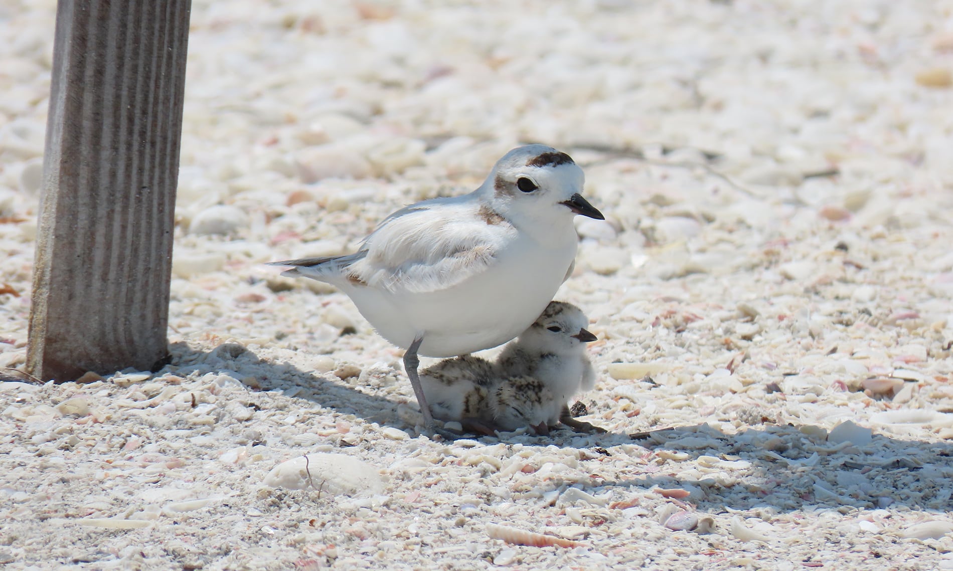 snowy plover and chicks