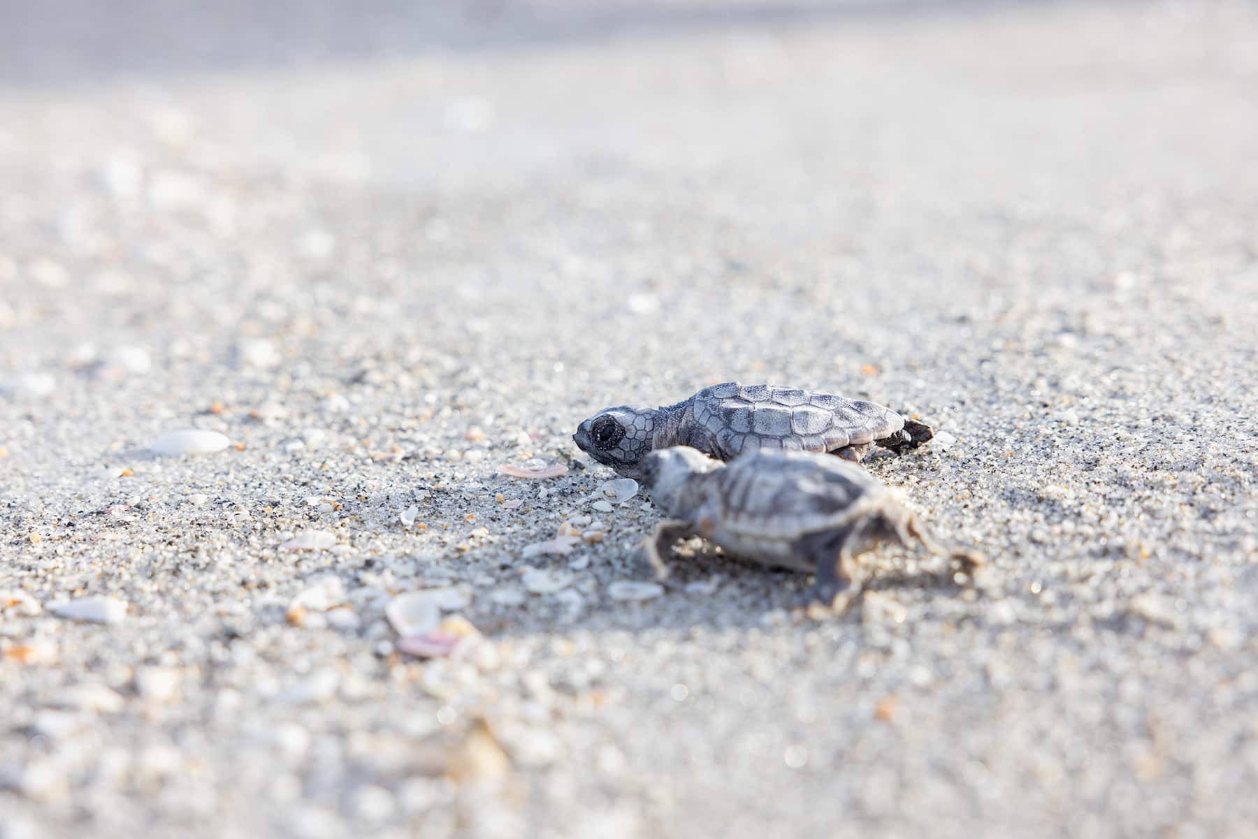 sea turtle hatchlings