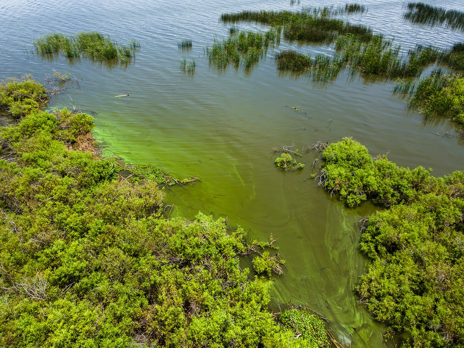 lake okeechobee rainy season algal blooms