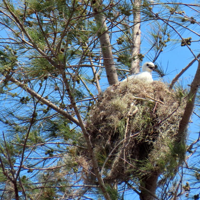 swallow-tailed kite chick