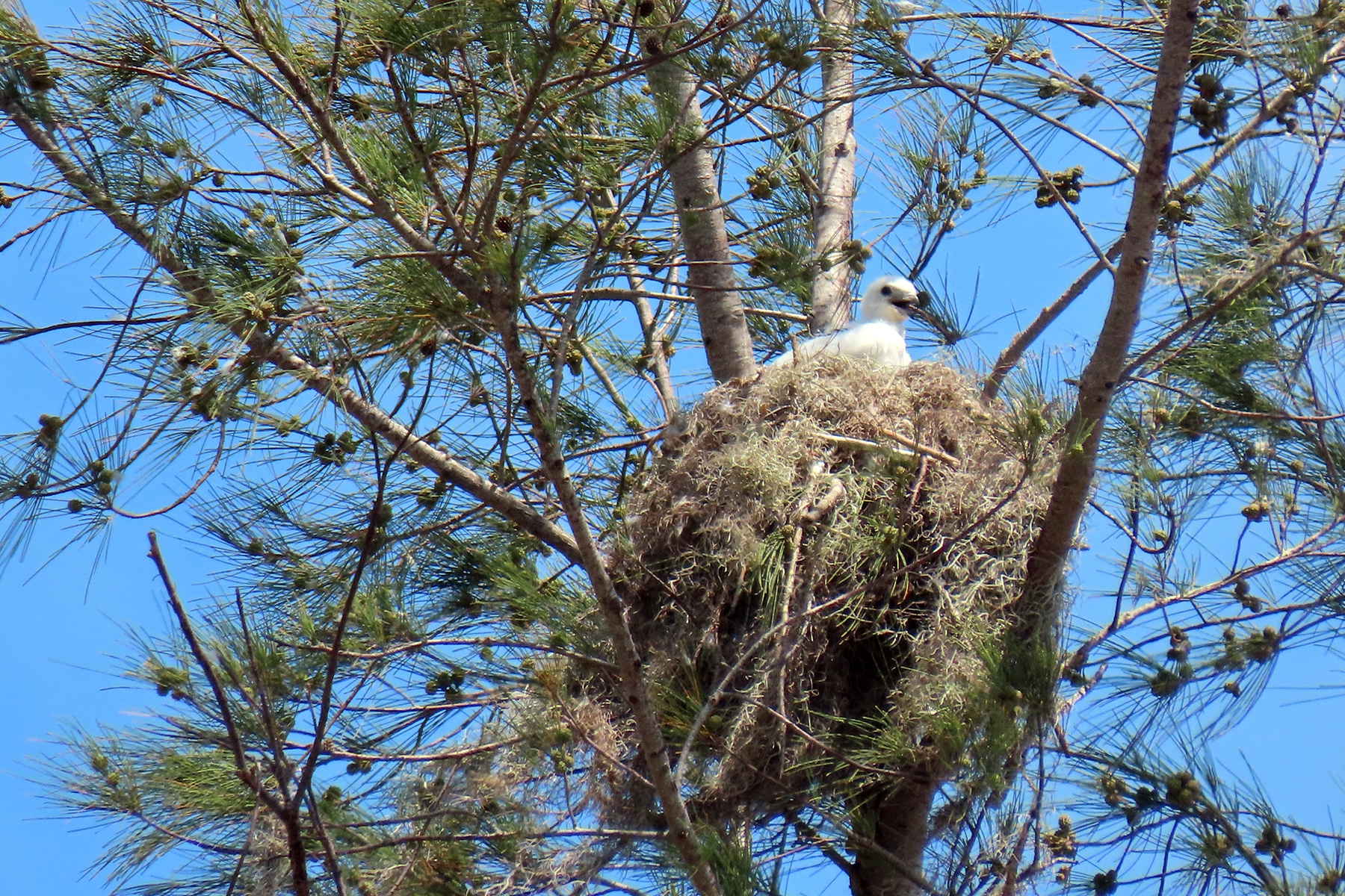 swallow-tailed kite chick