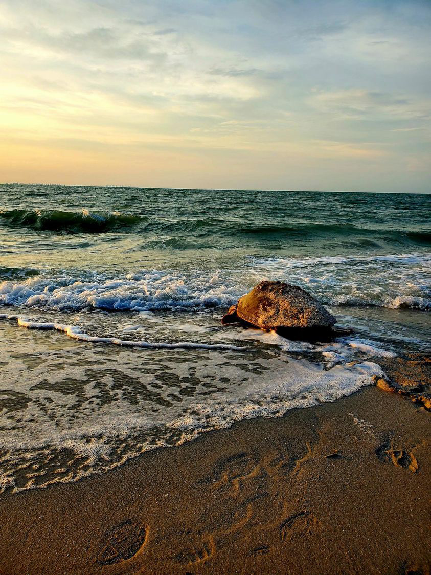 sea turtle on sanibel