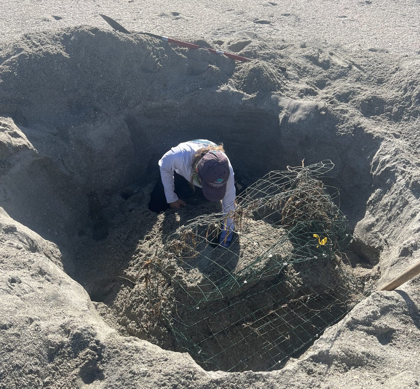 uncovering sea turtle nest after storm on sanibel