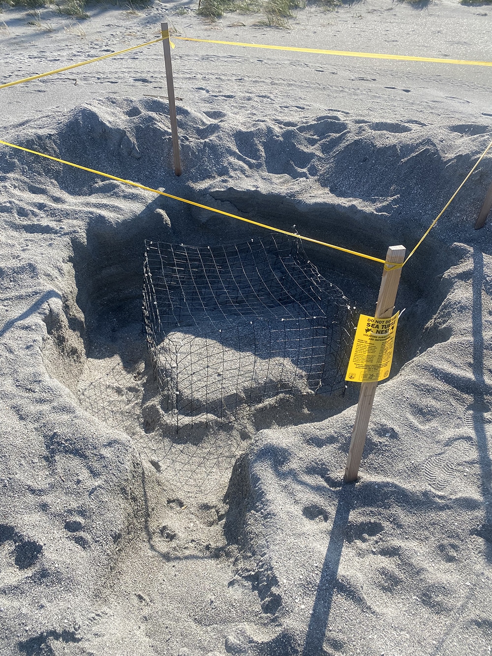 sea turtle nest that had been buried under sand