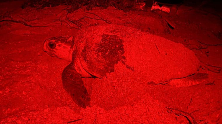 loggerhead sea turtle nesting at night