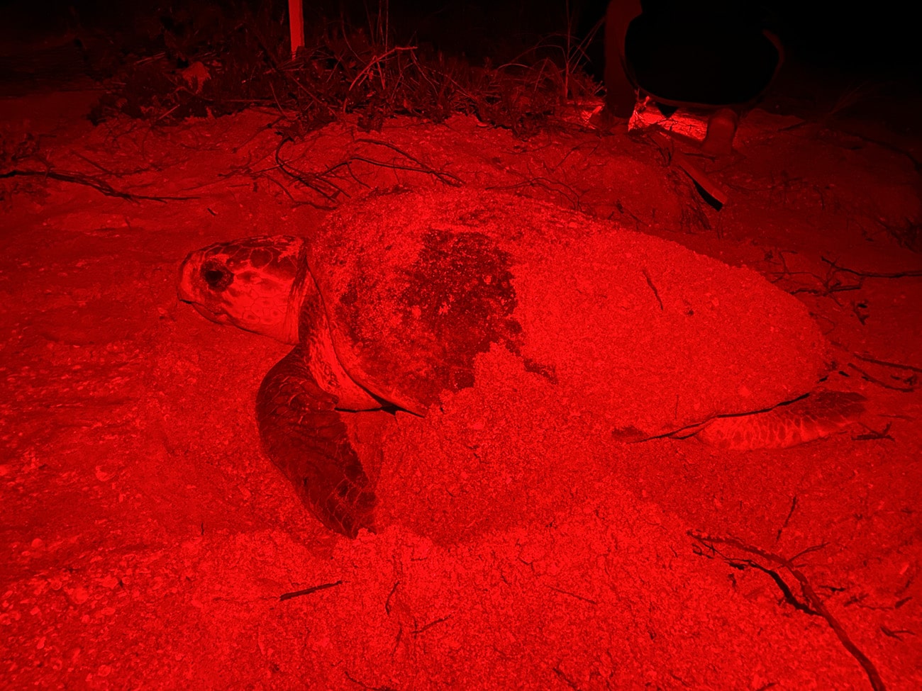 loggerhead sea turtle nesting at night