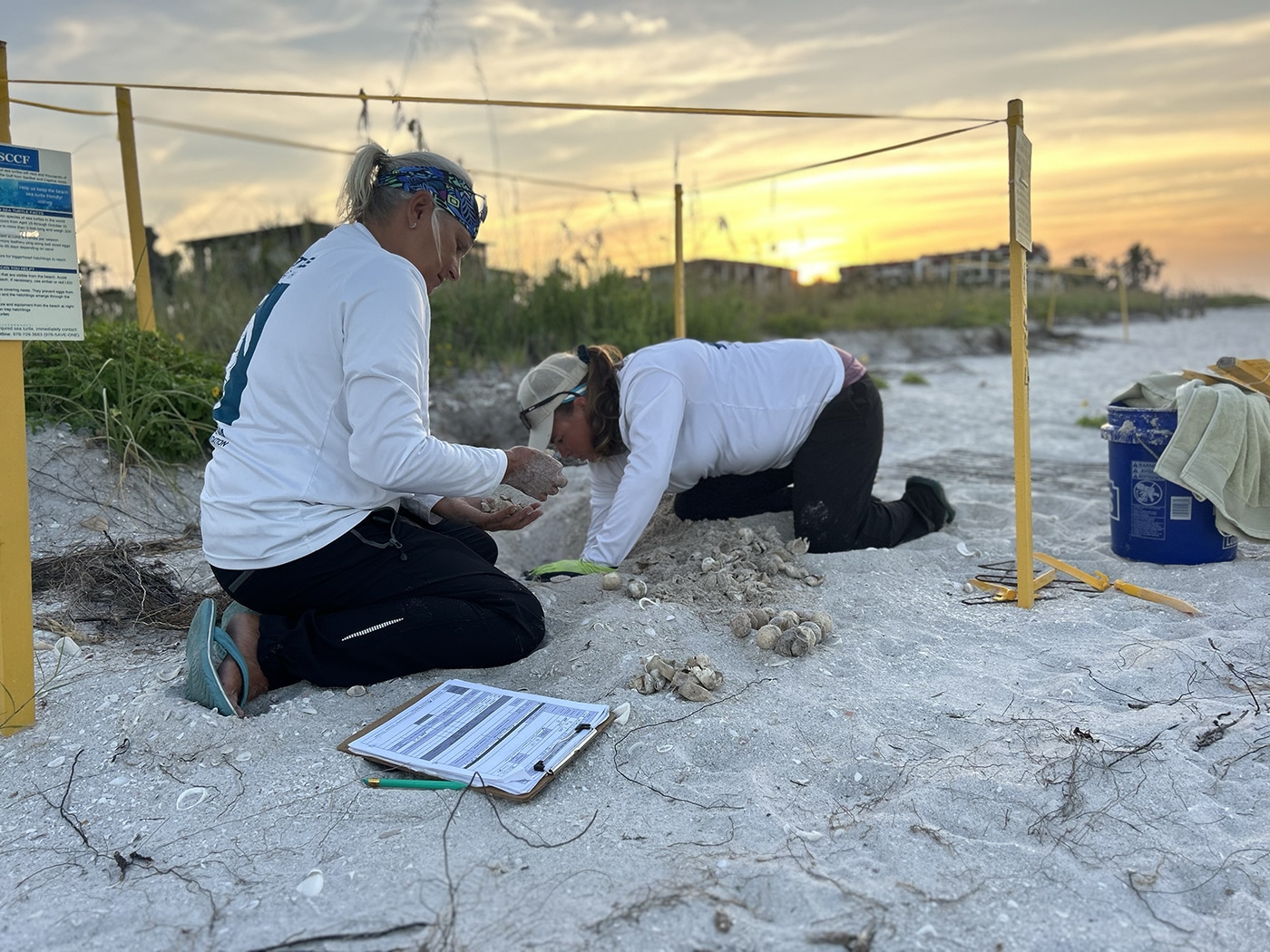 two people tend to a sea turtle nest on the beach