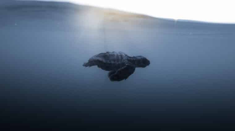 sea turtle hatchling underwater