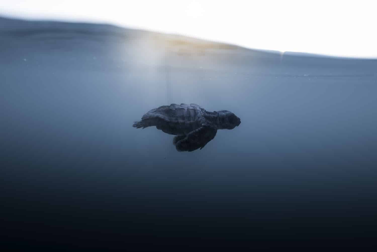 Sea Turtle Hatchling Counts Lowest Since 2016 | Sanibel-Captiva  Conservation Foundation