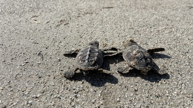 two hawksbill hatchlings in the sand