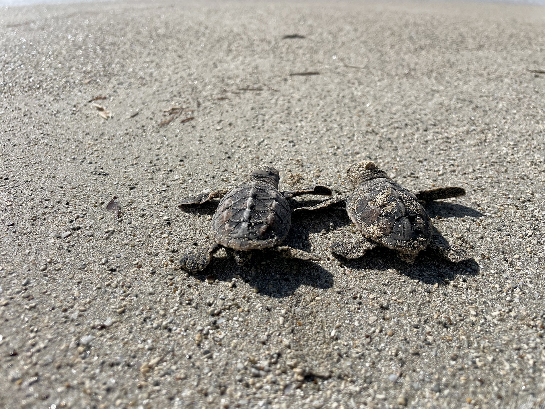 two hawksbill hatchlings in the sand