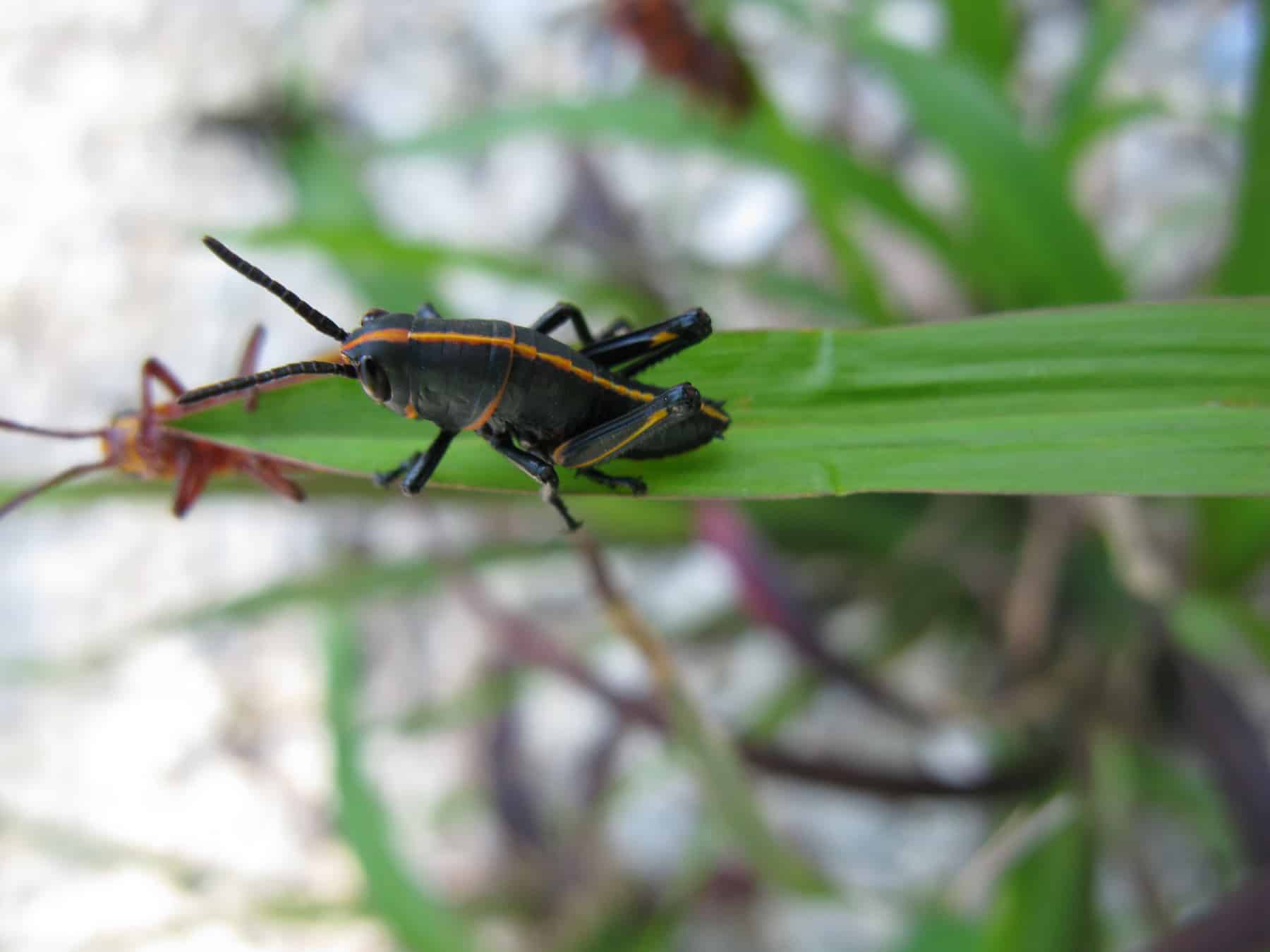 Lubber Grasshoppers 007 1800