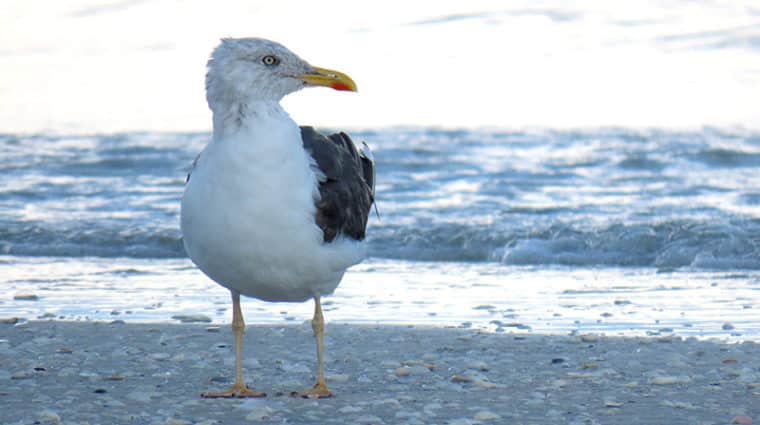 lesser black-backed gull on beach