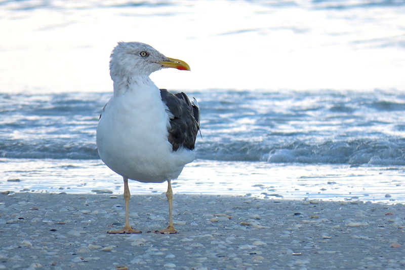 lesser black-backed gull on beach