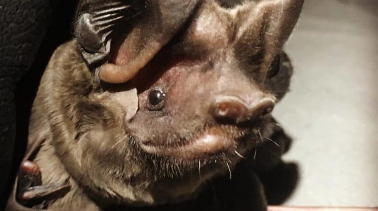 florida bonneted bat by shalana gray