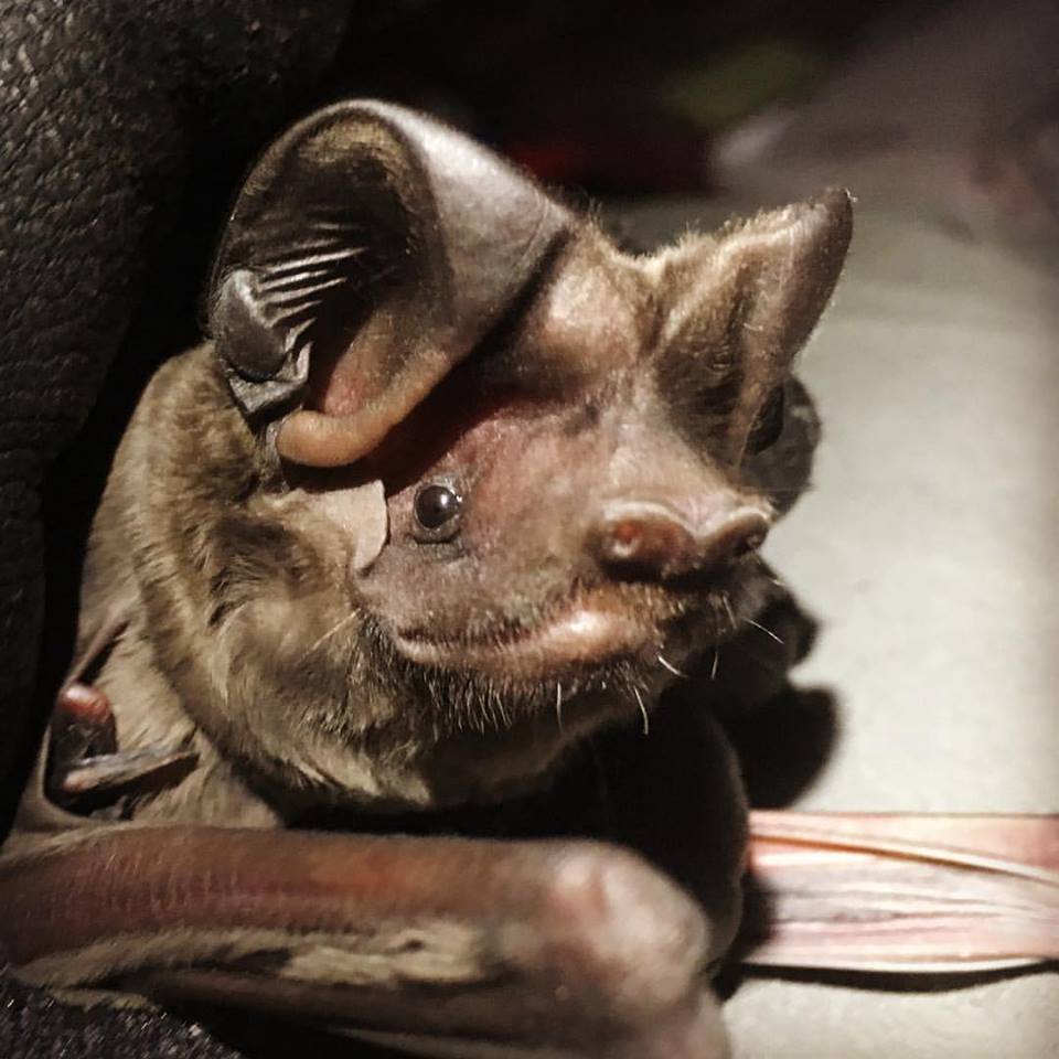 florida bonneted bat by shalana gray