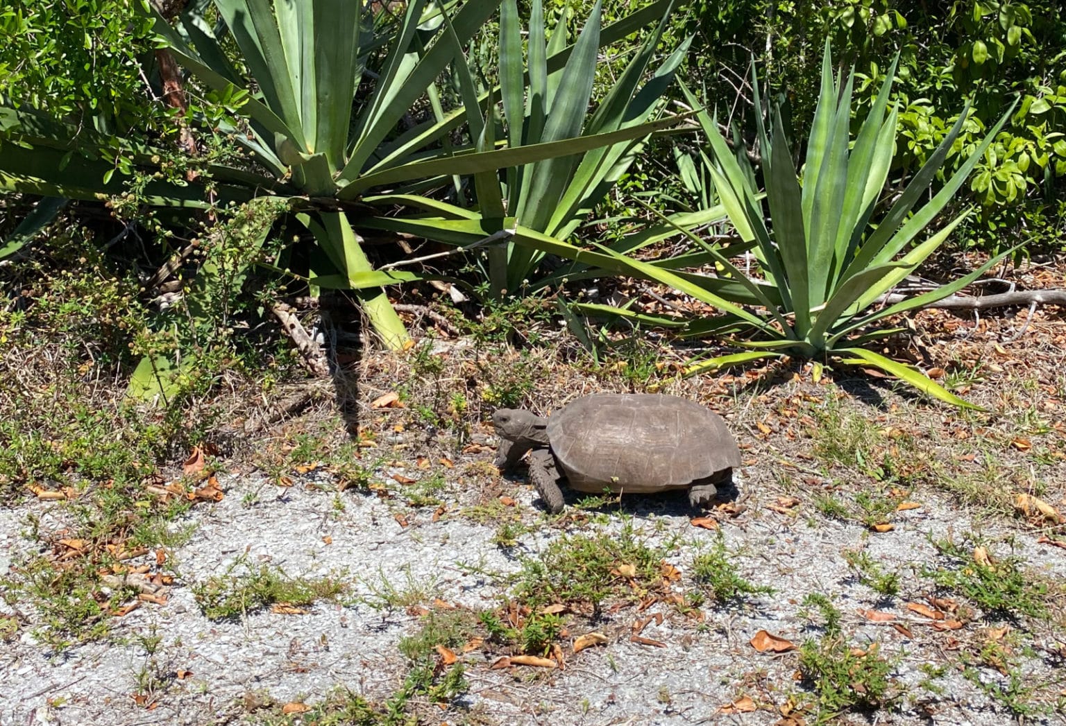 Gopher Tortoise Population Still Recovering from Hurricane Ian ...