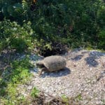 Recognizing Sanibel’s First Official Gopher Tortoise Day 