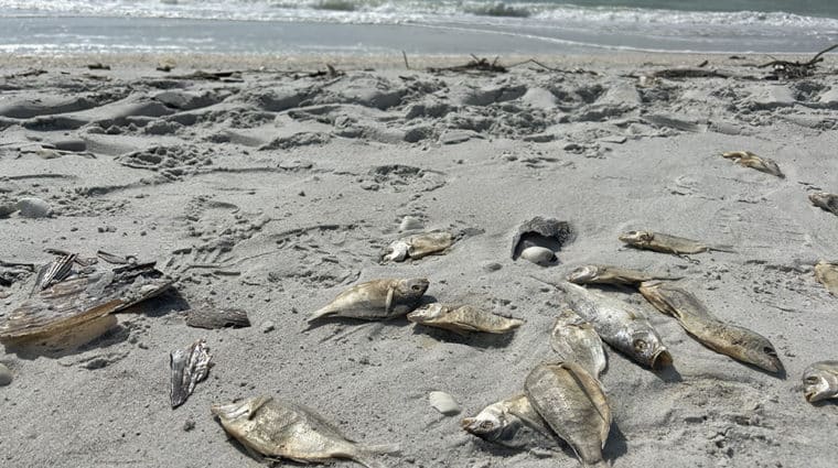 Fish kills from red tide off shore of Captiva in late 2022