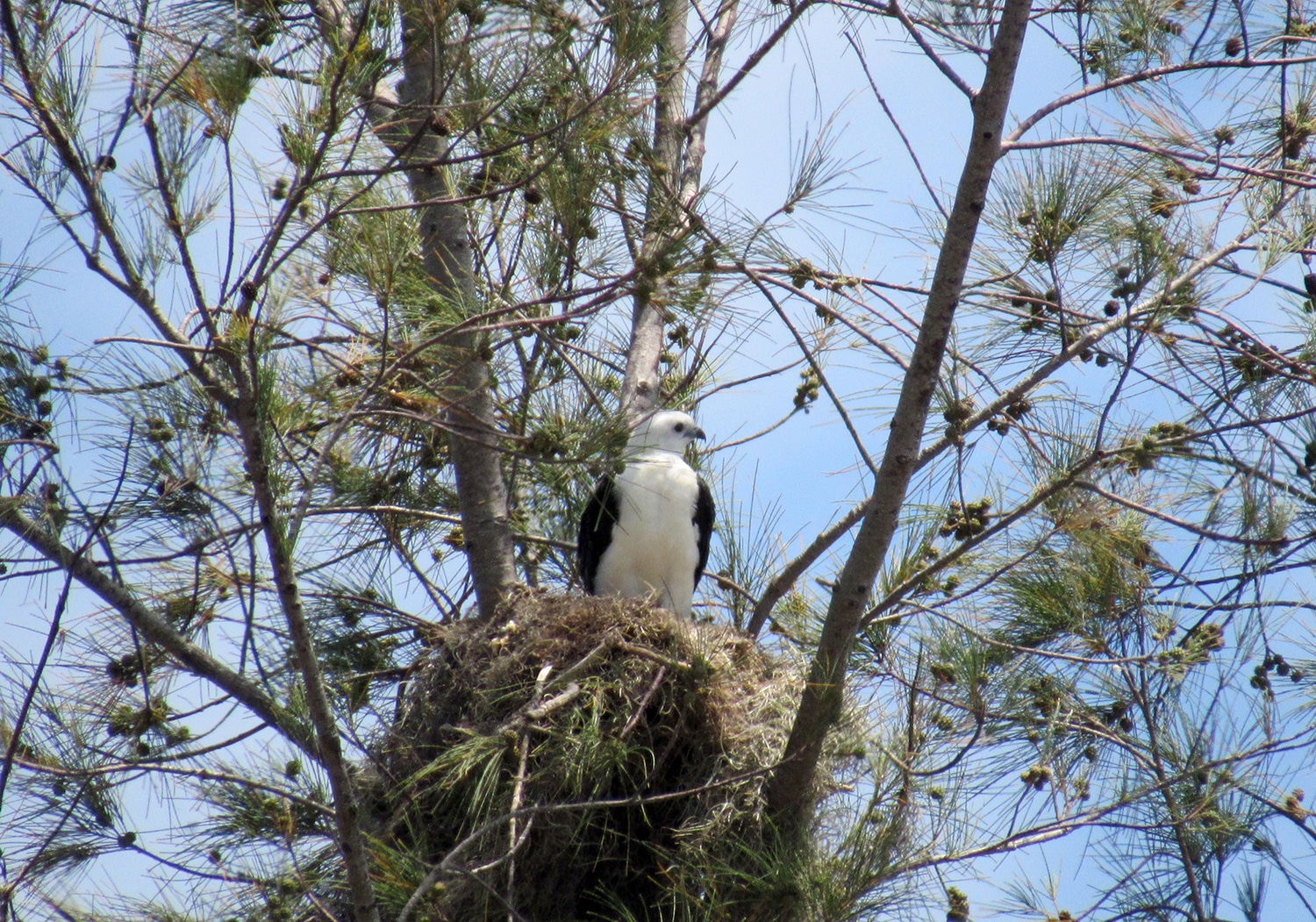 Swallow-Tailed Kites Still Struggling on Islands Post-Ian | Sanibel ...