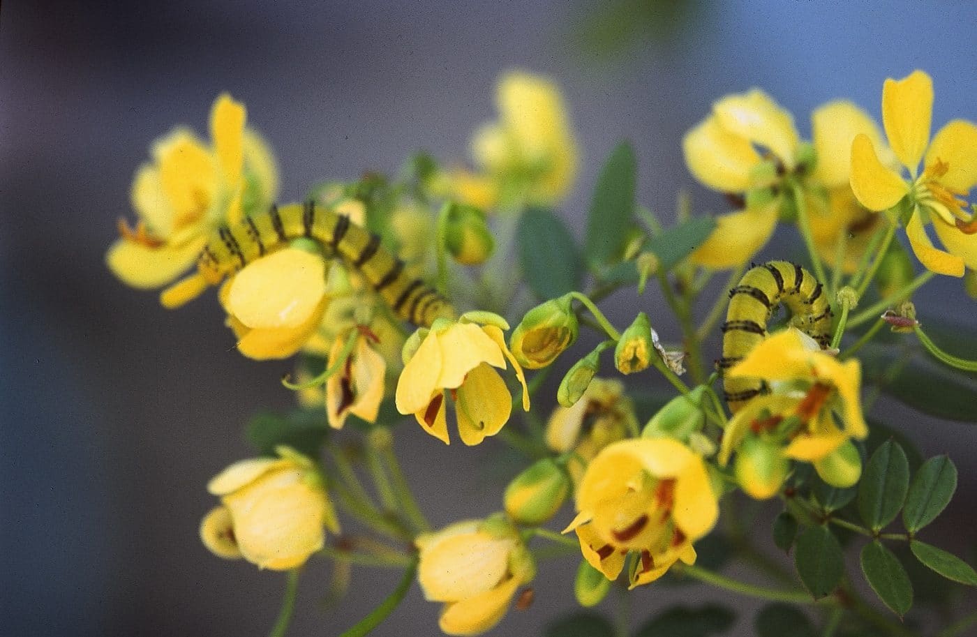 Meet the Natives: Bahama Cassia | Sanibel-Captiva Conservation Foundation