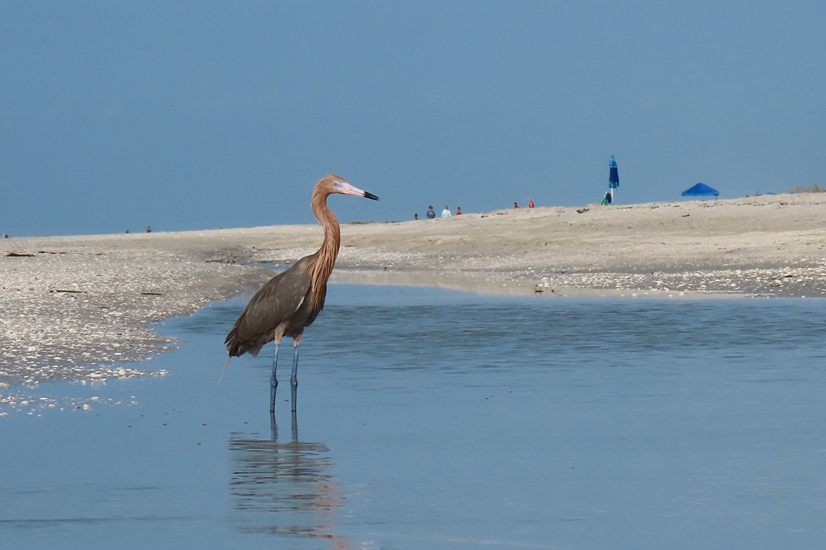 Picturesque buy Coastal Egret