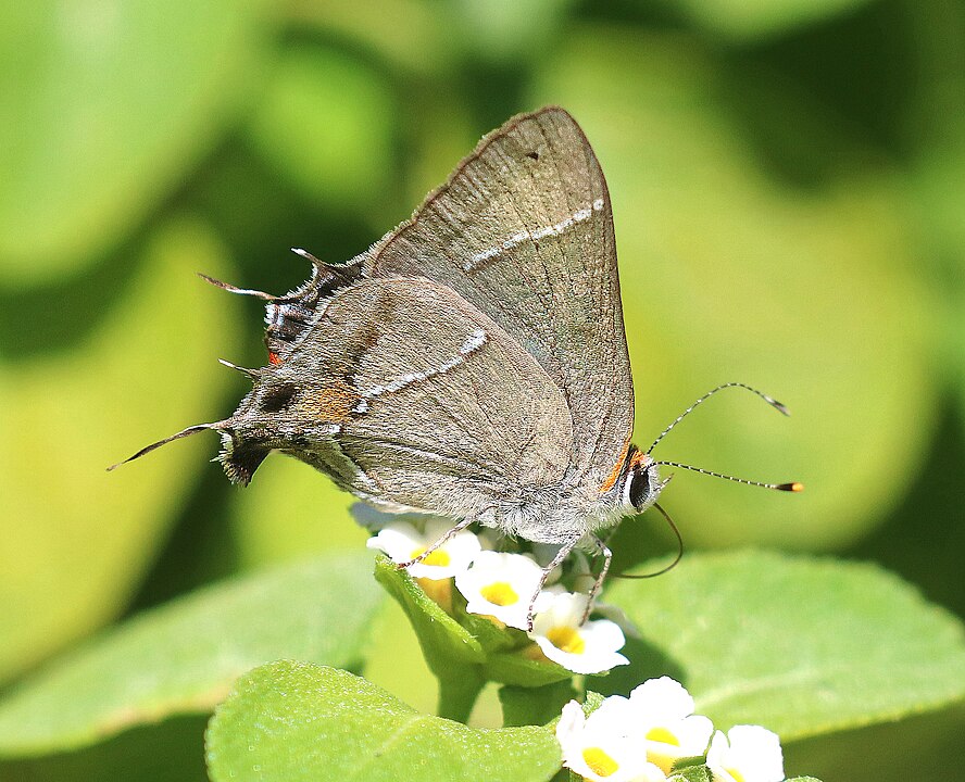 martial scrub hairstreak butterfly