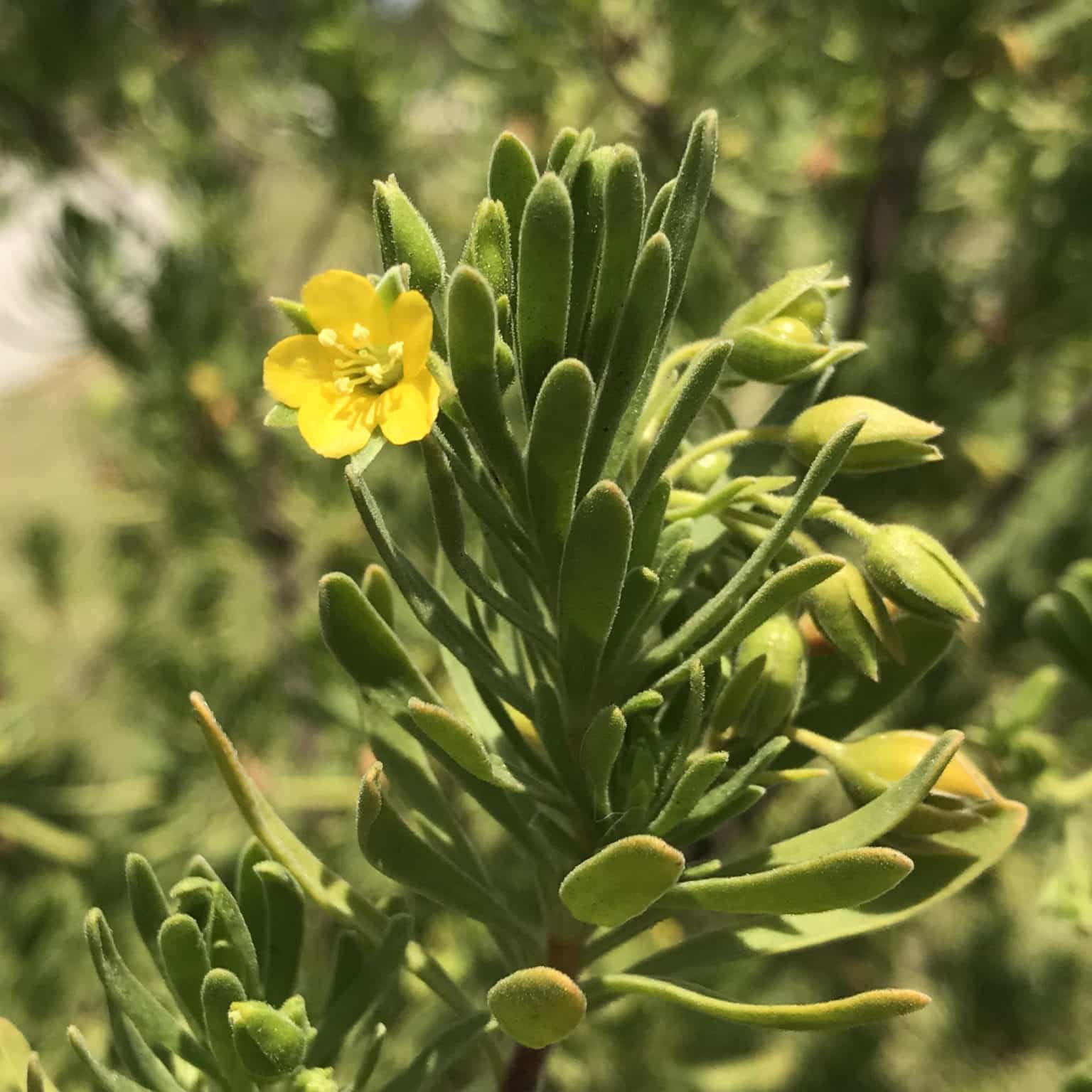 Meet the Natives: Bay Cedar | Sanibel-Captiva Conservation Foundation