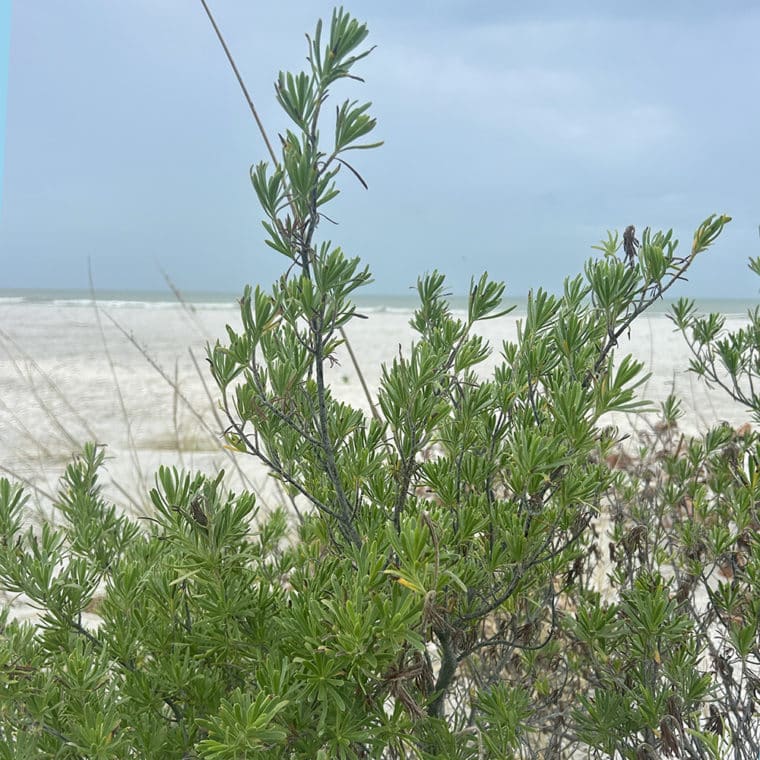 Bay cedar