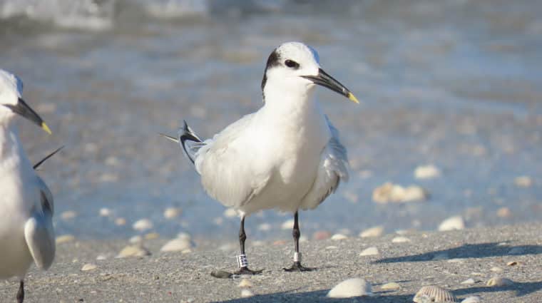 banded sandwich tern a44