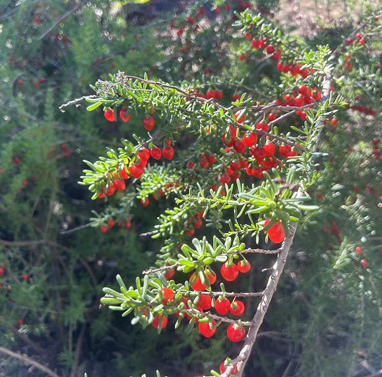 Christmas berry