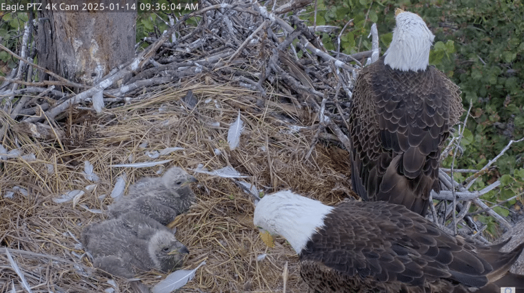 bald eagle parents with chicks in nest on captiva