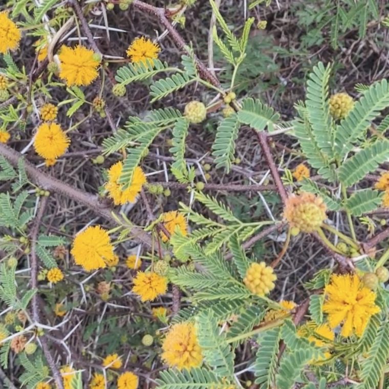 small bright yellow puffy flowers and thorns of the sweet acacia native plant on sanibel sccf native landscapes & garden center