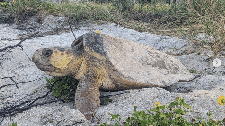 loggerhead