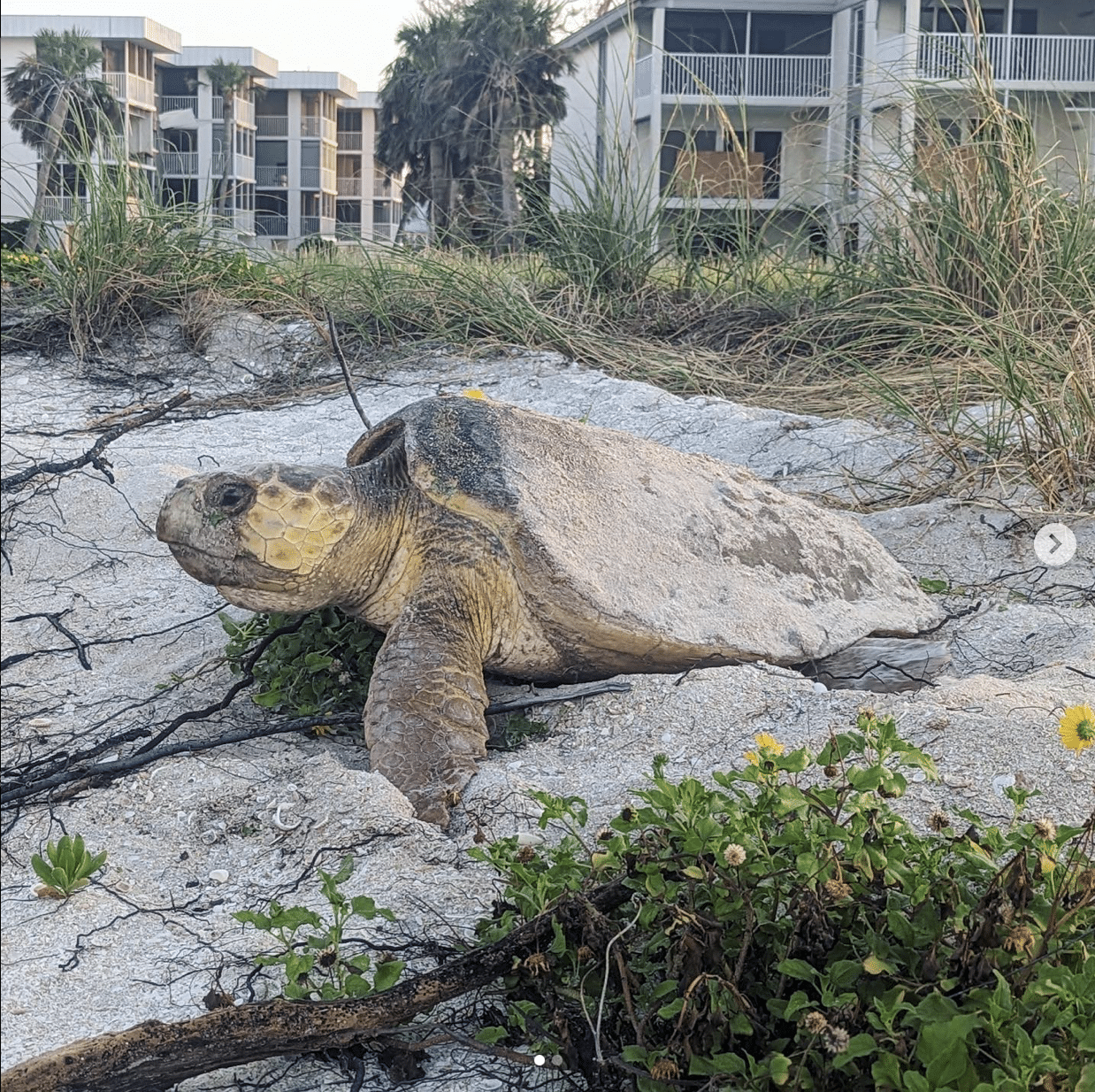 Daytimenestingencounter Loggerhead May 2023