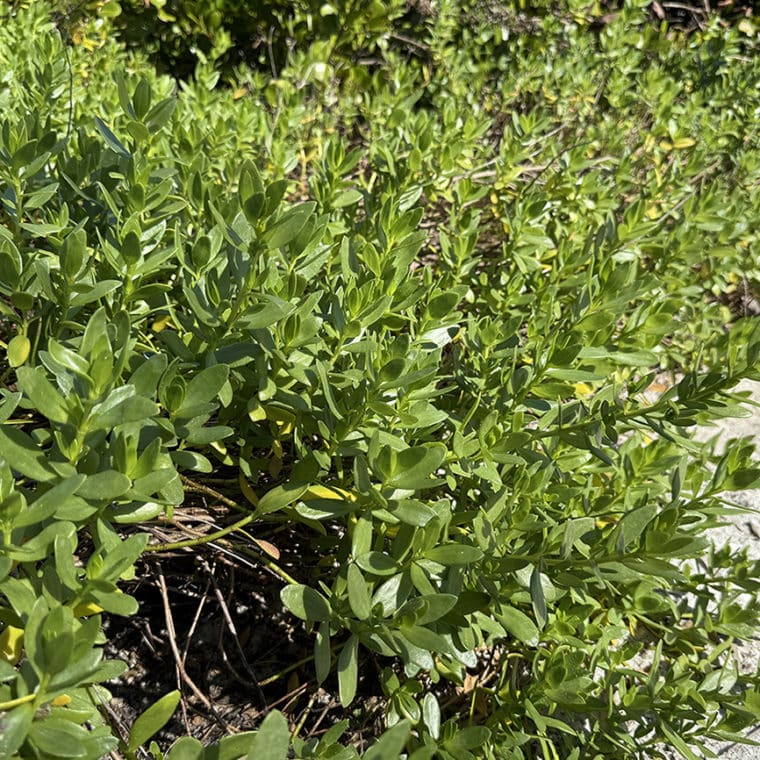 seacoast marsh elder meet the natives garden center sanibel