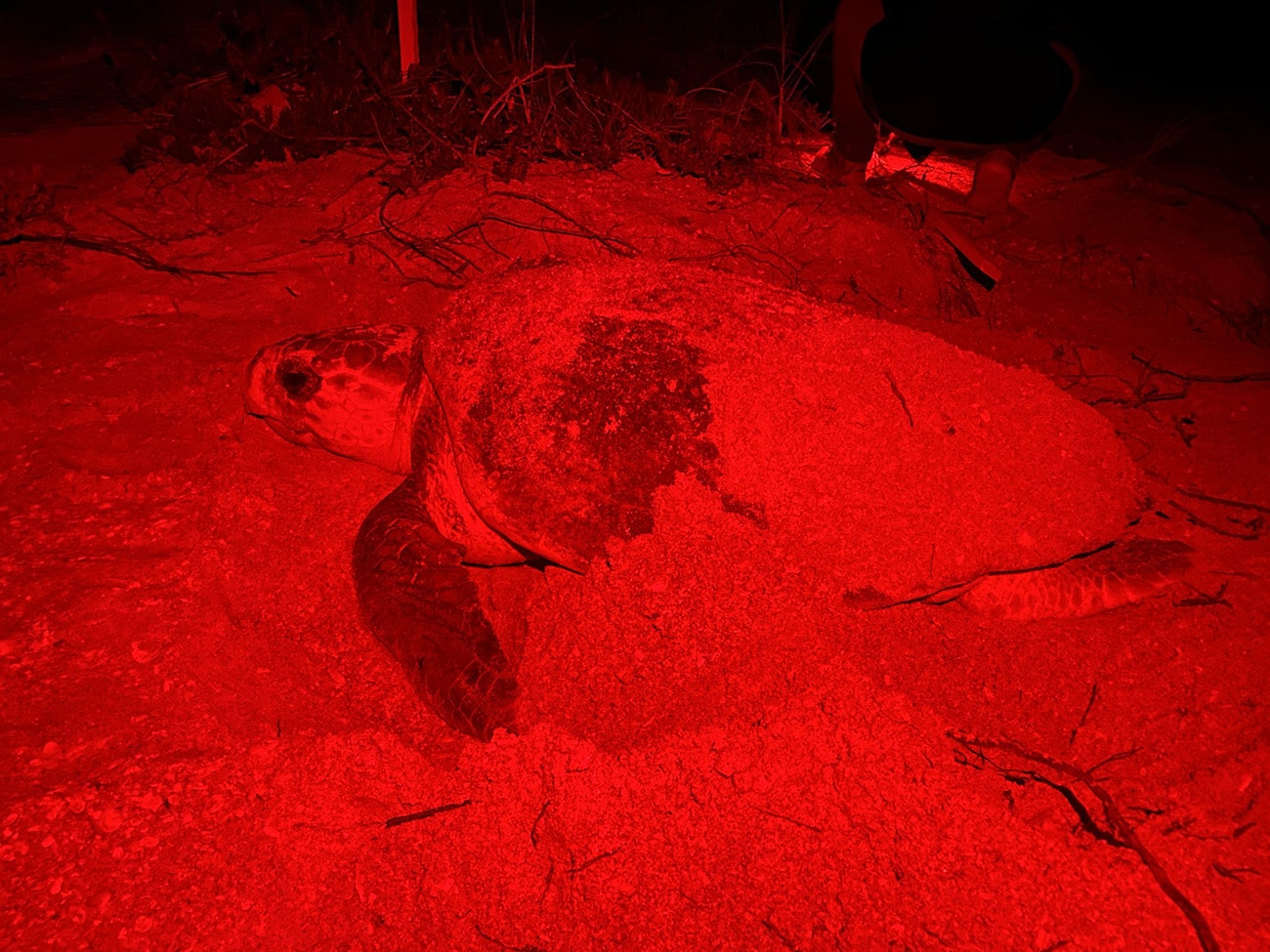 Nesting Loggerhead Night Nesting Loggerhead Night