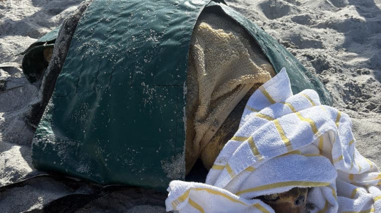 loggerhead sea turtle stranding sanibel