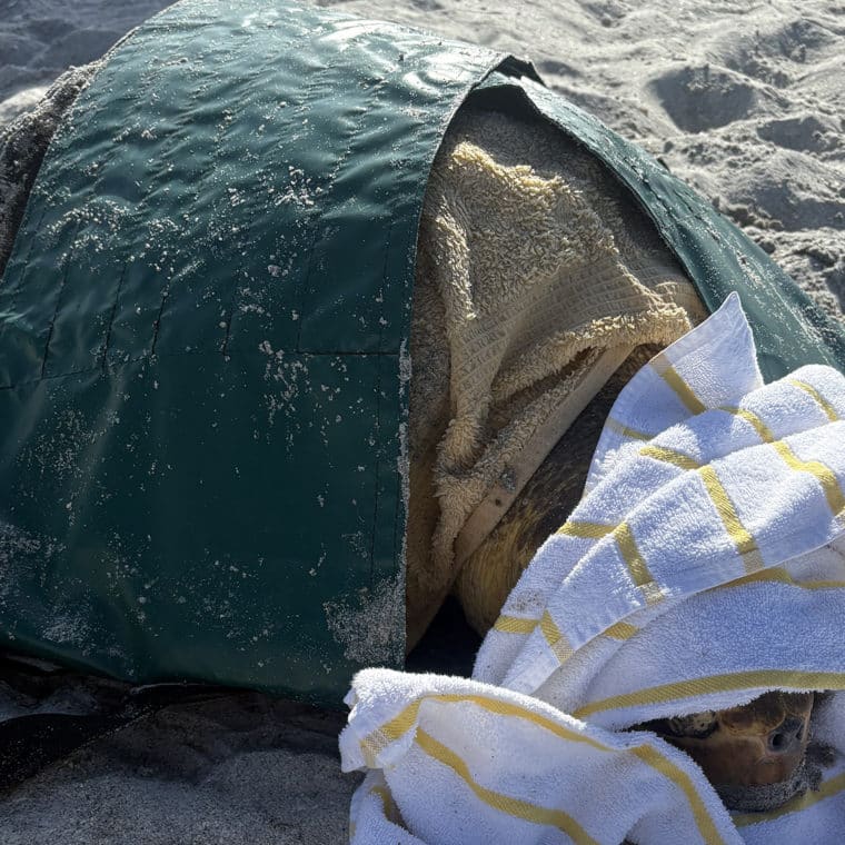 loggerhead sea turtle stranding sanibel