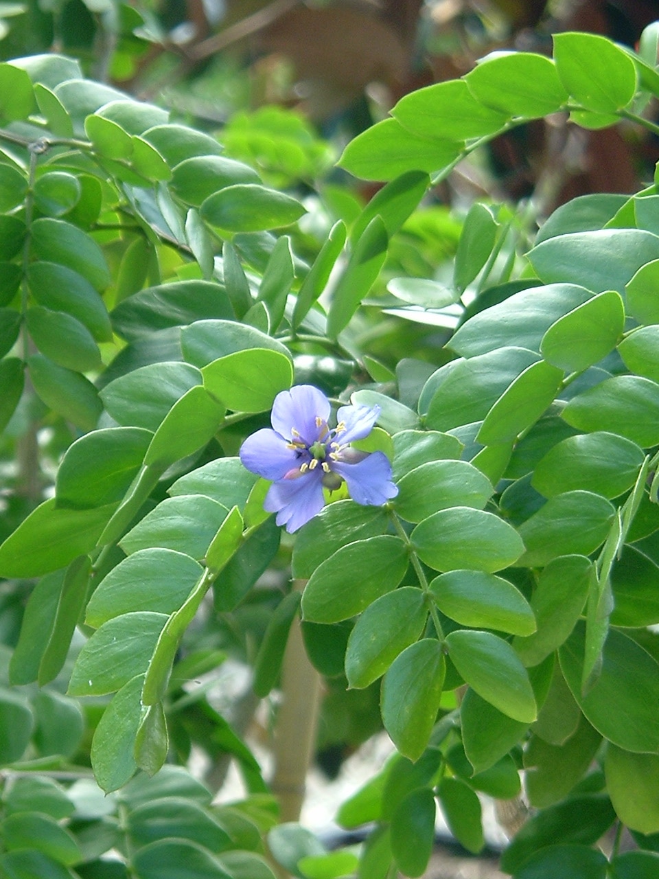 Lignumvitae2