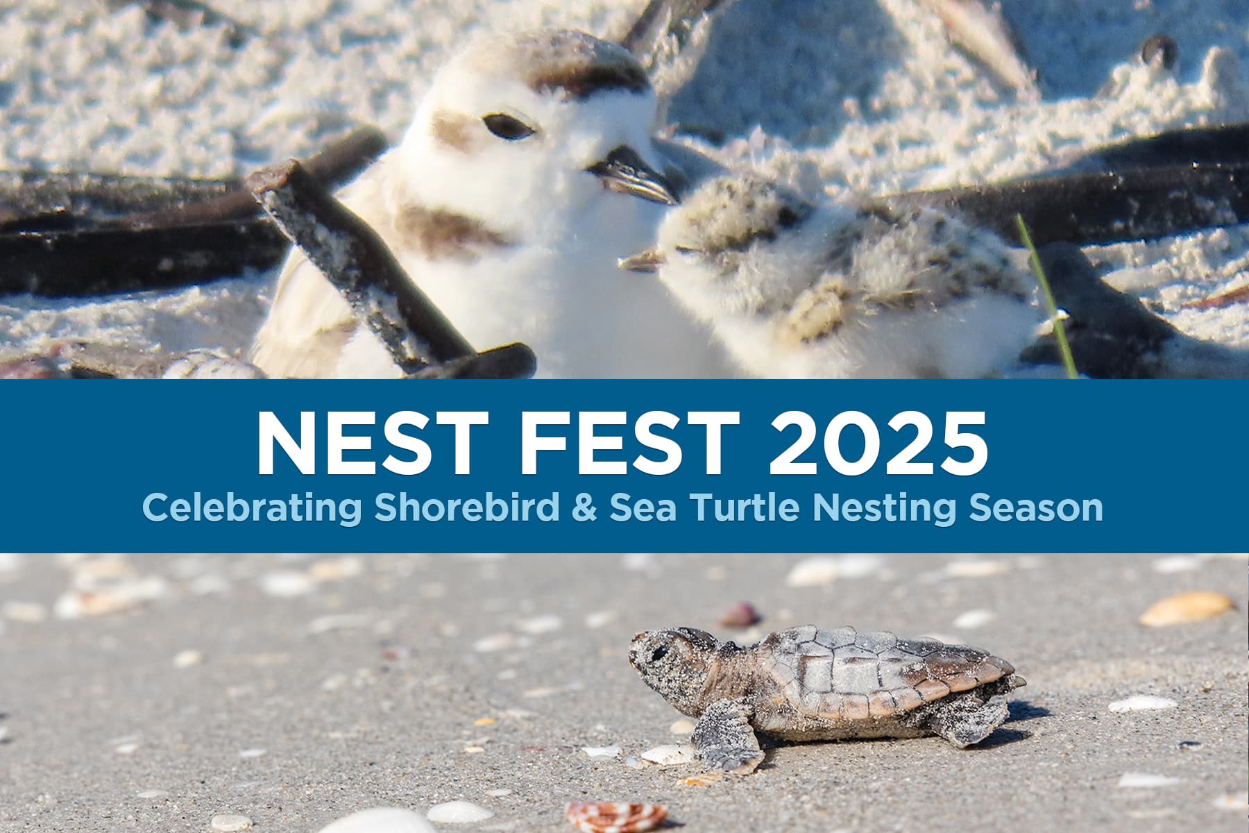 Nest Fest 600x400 Final No Logo
