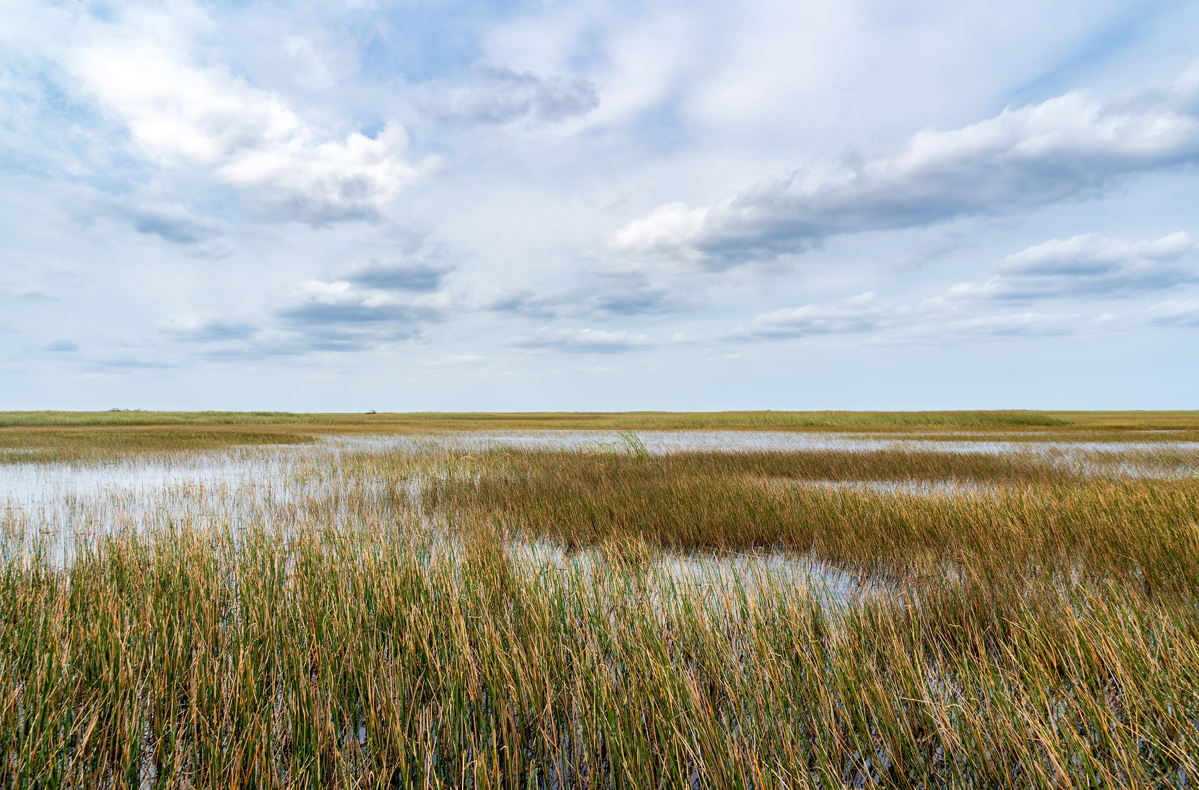 The,Swamp,Land,At,Everglades,National,Park,,Florida,,United,States The Swamp land at Everglades National Park, Florida, United States