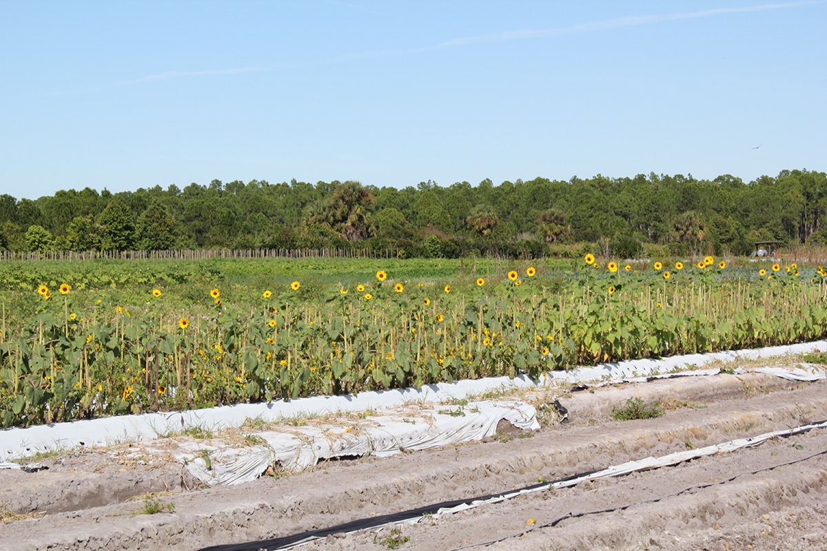 Worden Farm Worden Farm