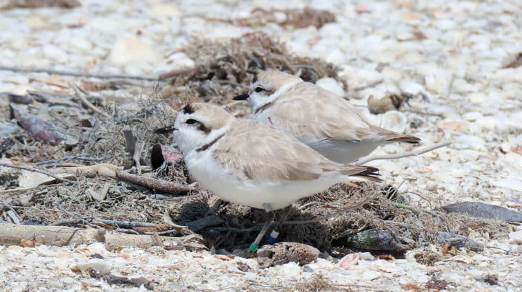 snowy plover and mate at nest