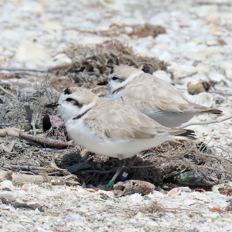 snowy plover and mate at nest