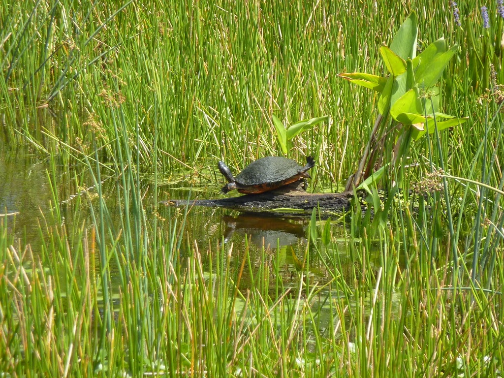 Wetlands Wetlands