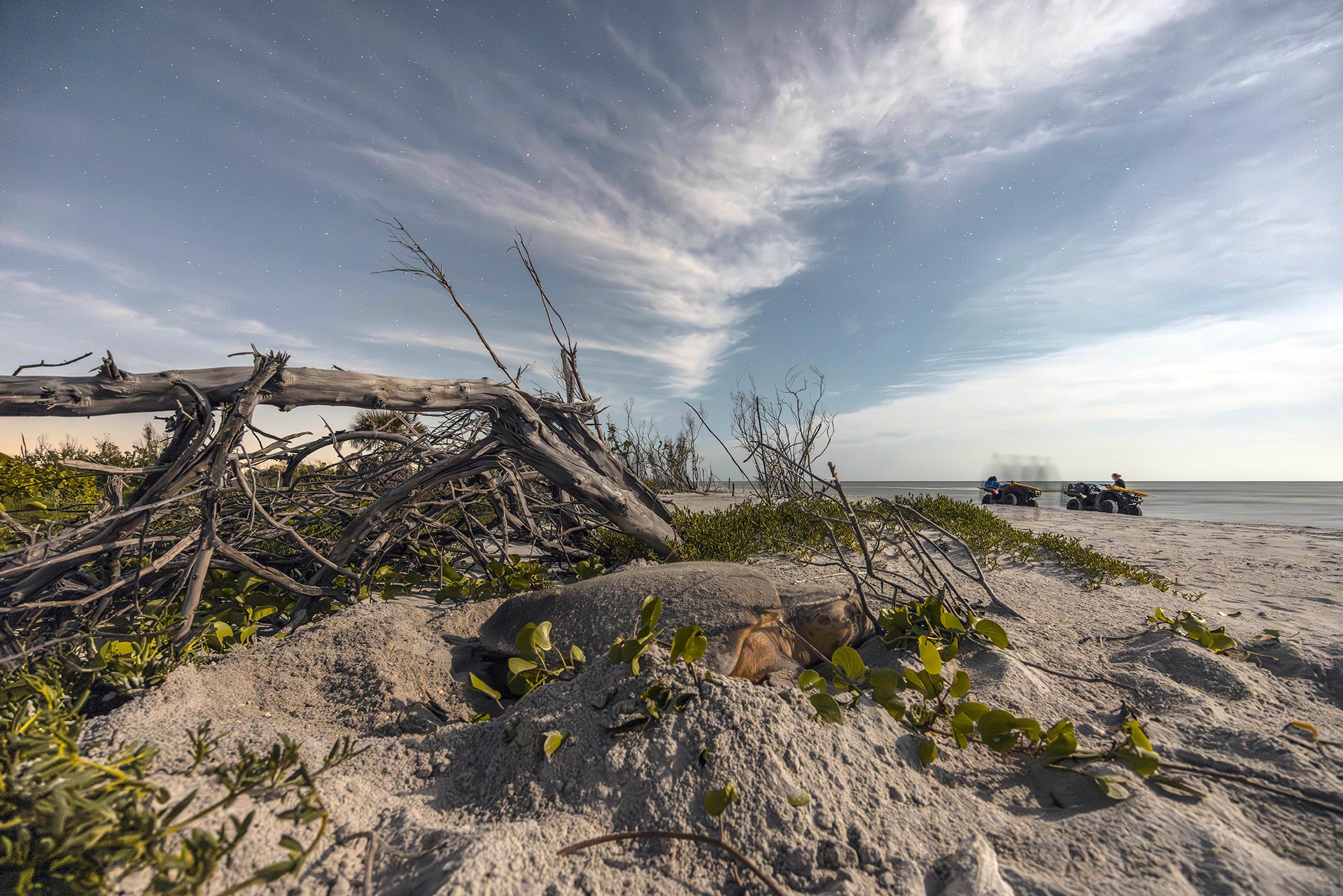 Nesting Loggerhead