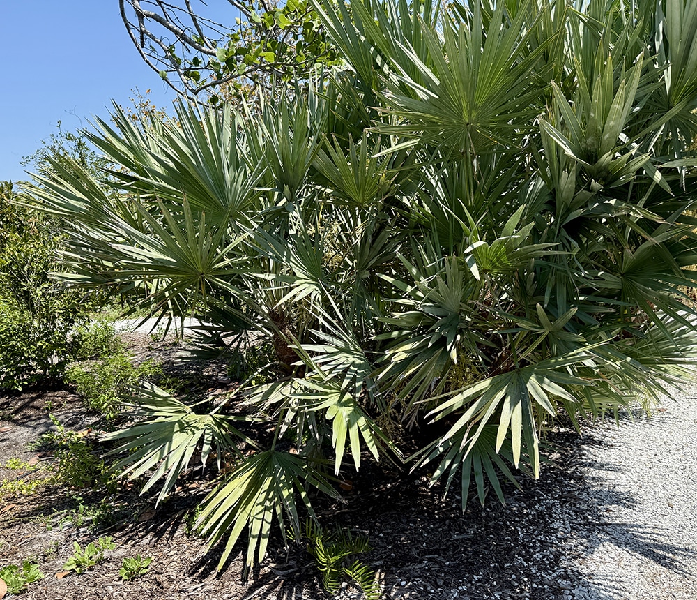 Saw Palmetto Sccf Garden Center